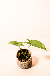 Syngonium "Mojito"